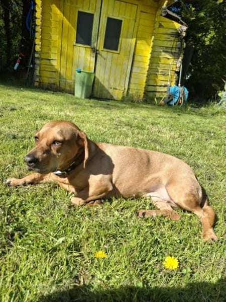 Wer schenkt Rozi ein liebevolles Zuhause