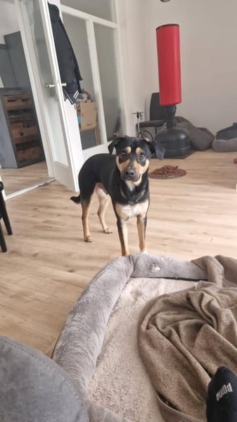 Maylo sucht dringend einen neuen Platz
