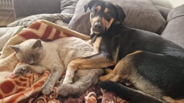 Maylo sucht dringend einen neuen Platz