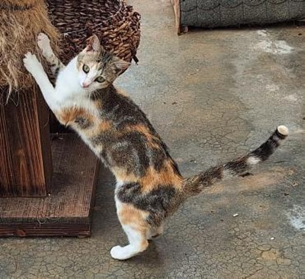 Fröhliche Katze Virginia