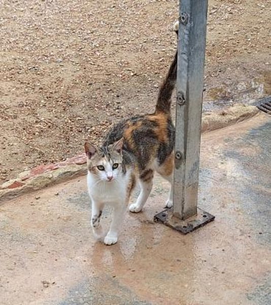 Fröhliche Katze Virginia