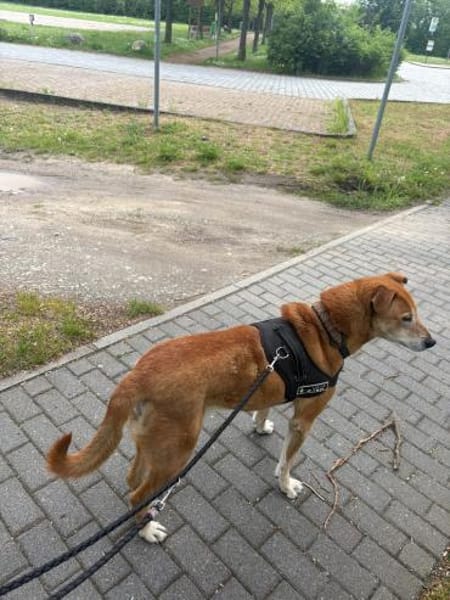 Senior Alfi sucht Seniorenplatz