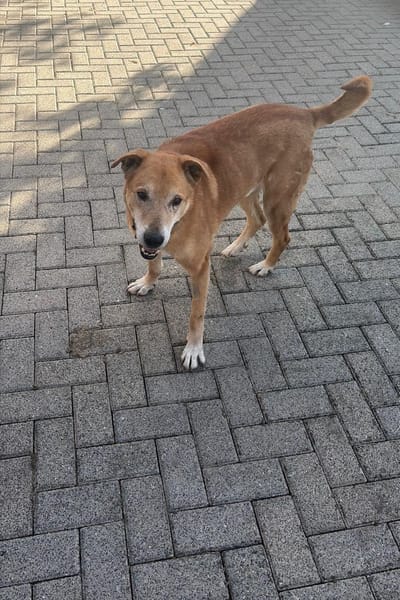 Senior Alfi sucht Seniorenplatz
