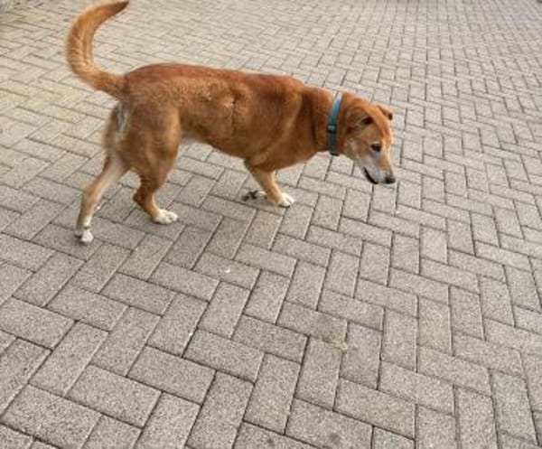 Senior Alfi sucht Seniorenplatz
