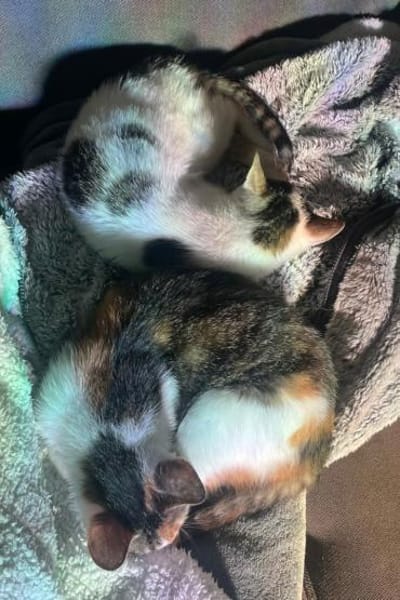 Cleo & Fina 💗 in 67655 Kaiserslautern