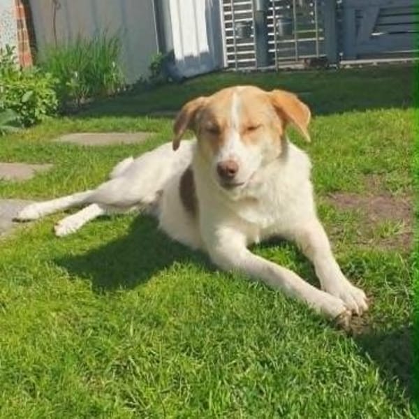Krümel - sanfte Fellnase sucht Körbchen