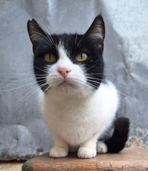 Verspielte kleine Katze Ibi
