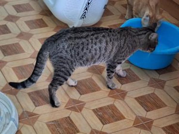 Verspielter Kater Ausias