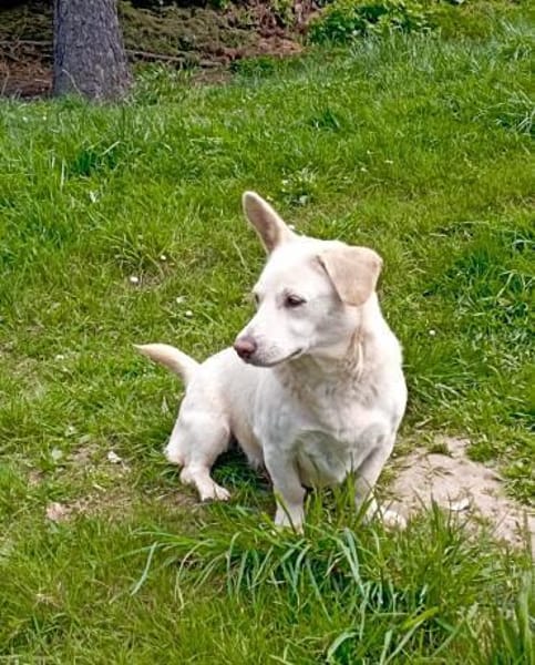 Sissy sucht in Sachsen ein Zuhause!