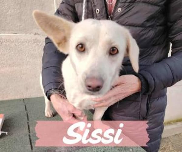 Sissy sucht in Sachsen ein Zuhause!