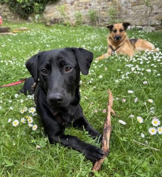 Buffy auf Pflegestelle 76684 Östringen