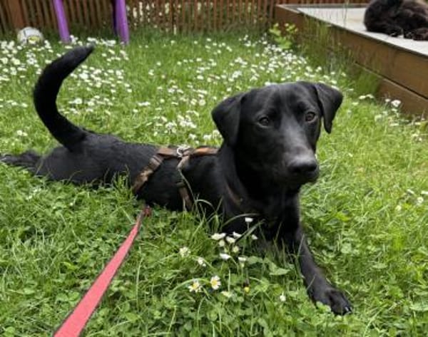 Buffy auf Pflegestelle 76684 Östringen