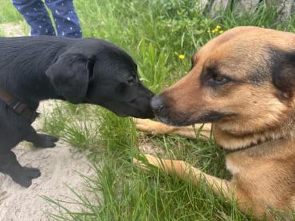 Buffy auf Pflegestelle 76684 Östringen