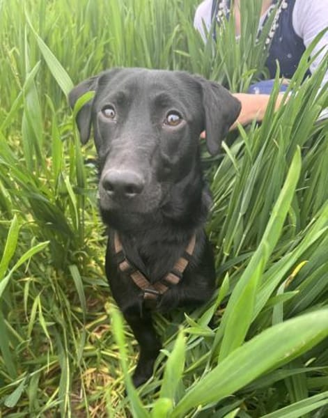 Buffy auf Pflegestelle 76684 Östringen
