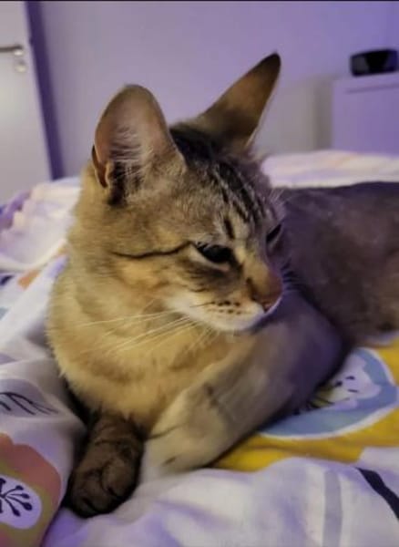 Pachi Verschmuster Tiger sucht Familie