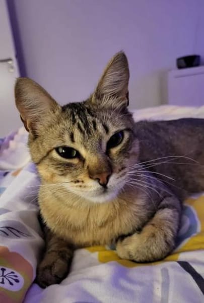 Pachi Verschmuster Tiger sucht Familie