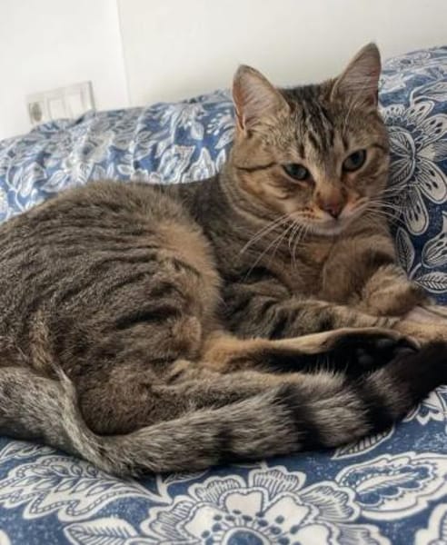 Pachi Verschmuster Tiger sucht Familie