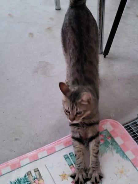 Pachi Verschmuster Tiger sucht Familie