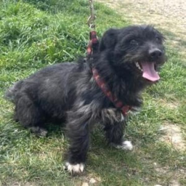 Dodi sucht ein liebevolles Zuhause