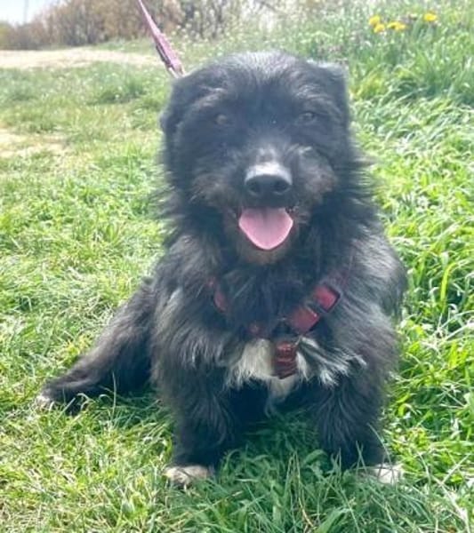 Dodi sucht ein liebevolles Zuhause