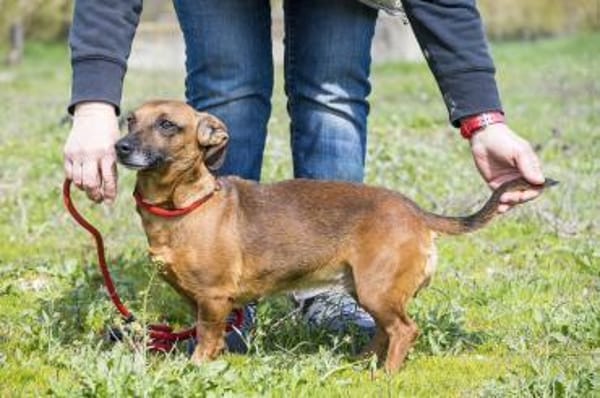 Csusza, eine selbstbewusste Hundedame