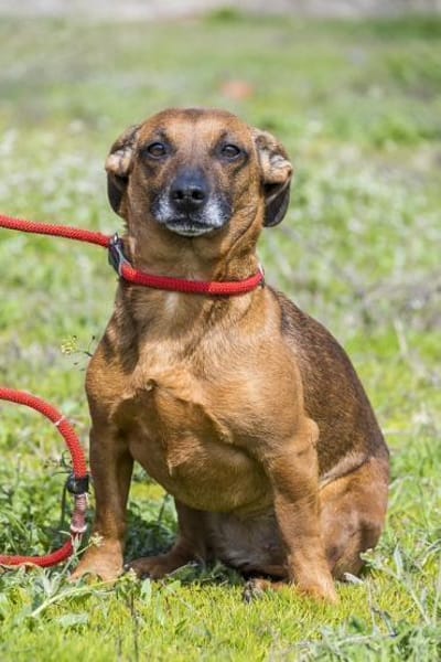 Csusza, eine selbstbewusste Hundedame