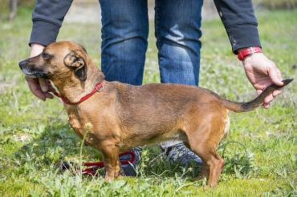 Csusza, eine selbstbewusste Hundedame
