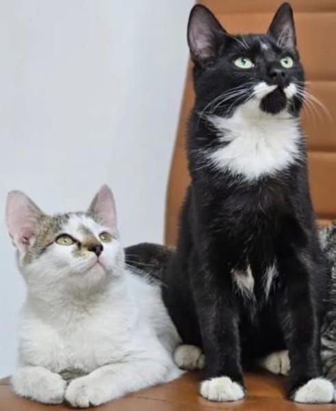 Holly & Jimmy Freundliches Katzenpärchen
