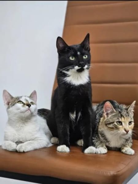 Holly & Jimmy Freundliches Katzenpärchen