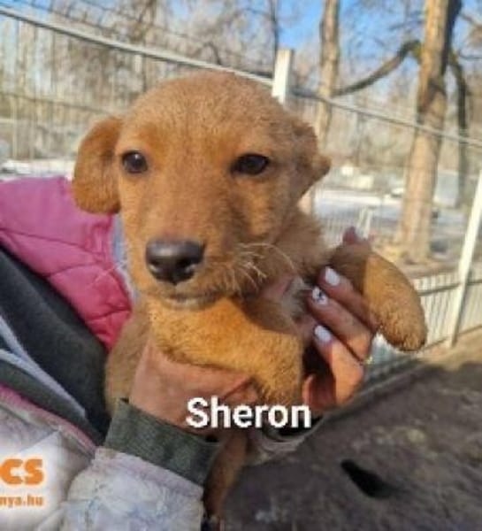 Sheron auf Pflegestelle 91058 Erlangen
