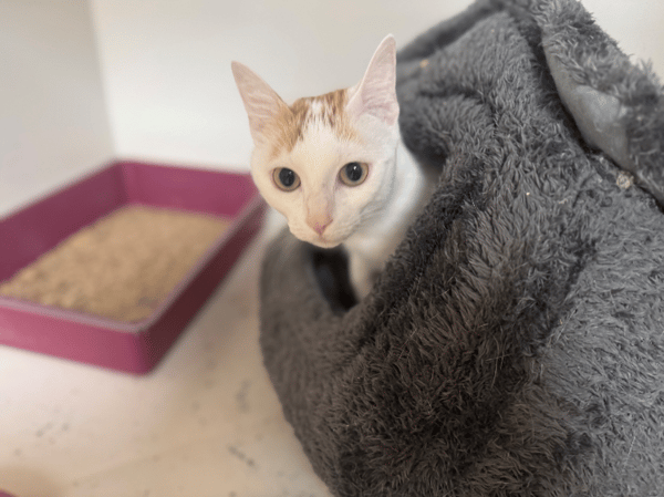 LADY A17406