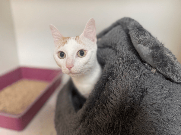 LADY A17406