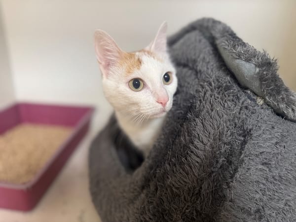 LADY A17406