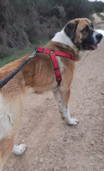 RUSO