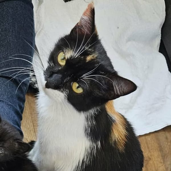Freya