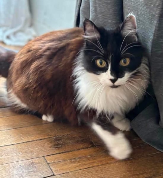FÉLICITA