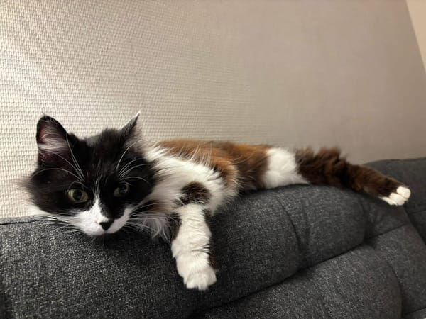 FÉLICITA