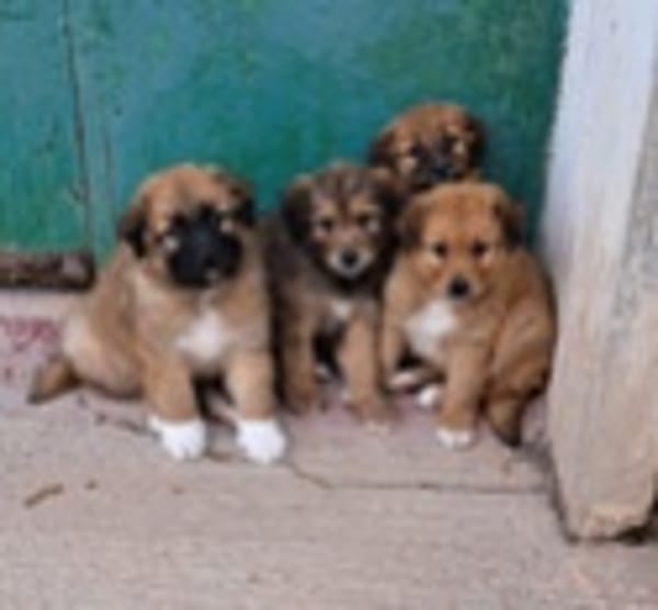 Olivia et ses chiots