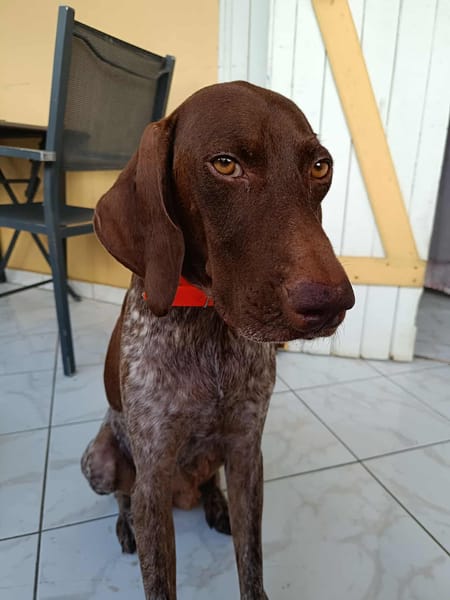 KIARA la belle setter chocolat