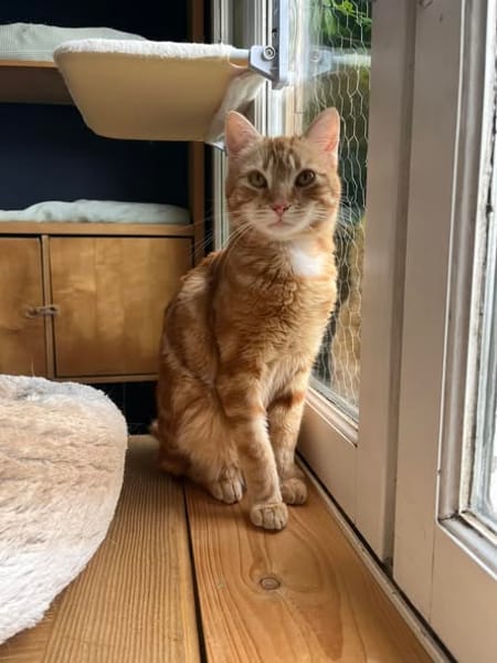 Pépin