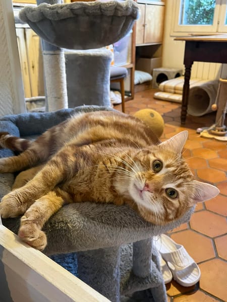 Pépin