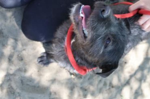 Lenora Kleine Herzensbrecherin sucht ihr