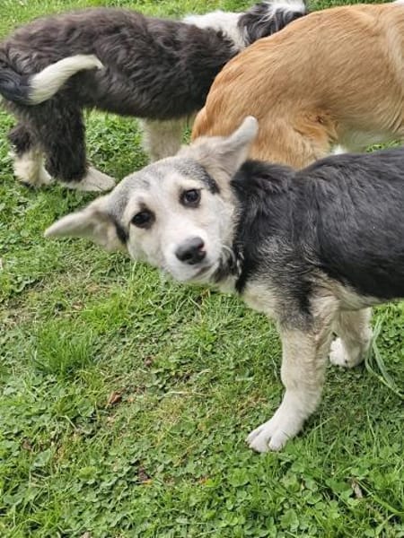 Witziger kleiner Rudi sucht Familie