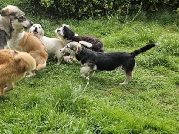 Witziger kleiner Rudi sucht Familie