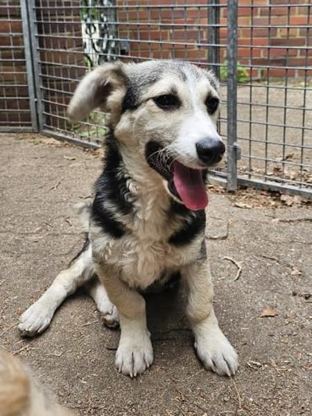 Witziger kleiner Rudi sucht Familie