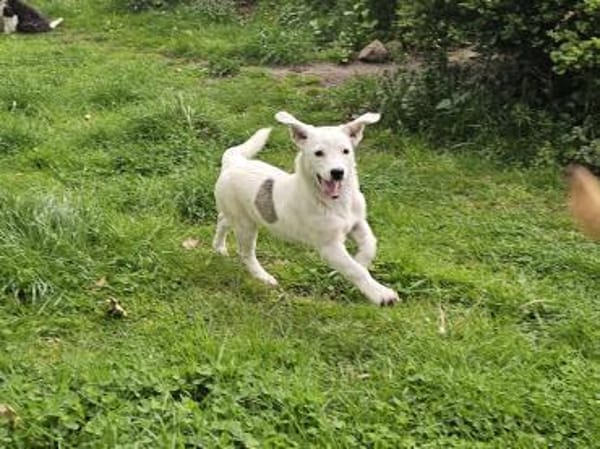 Süße kleine Molly sucht liebe Familie