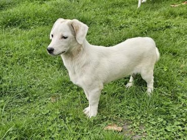Süße kleine Molly sucht liebe Familie
