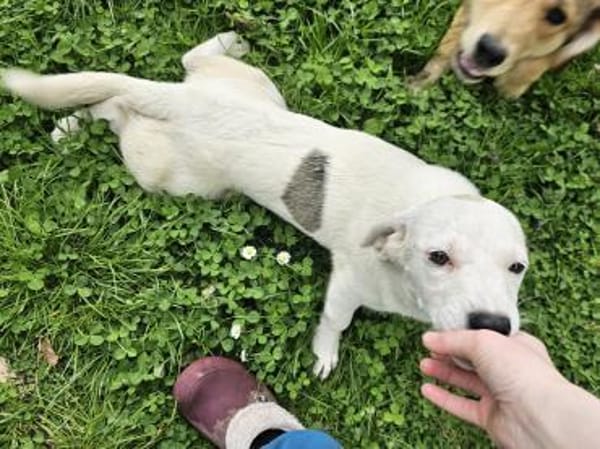 Süße kleine Molly sucht liebe Familie