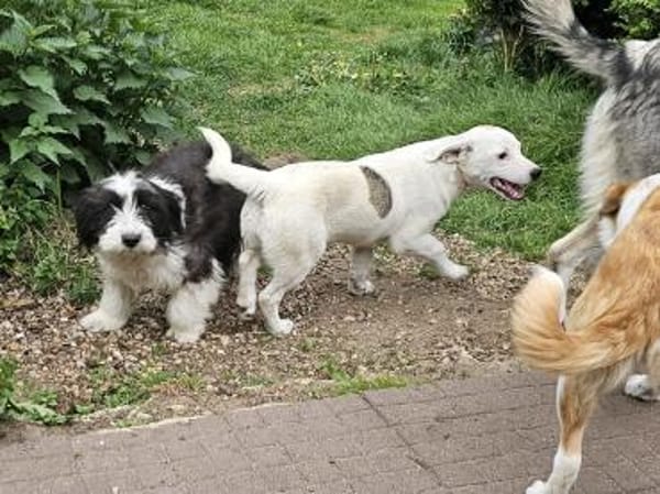 Süße kleine Molly sucht liebe Familie