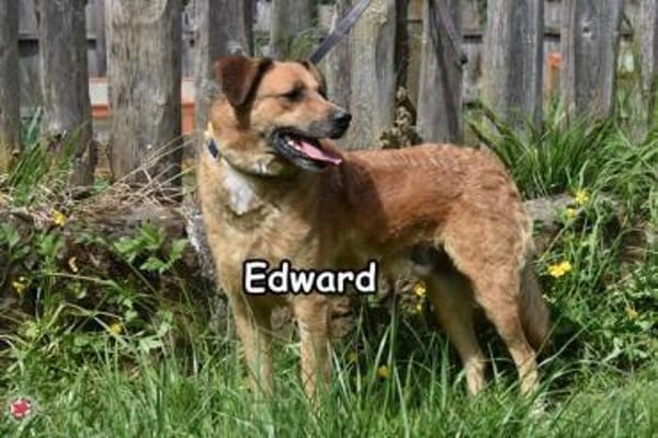 EDWARD